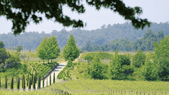 O novo Vinho Verde