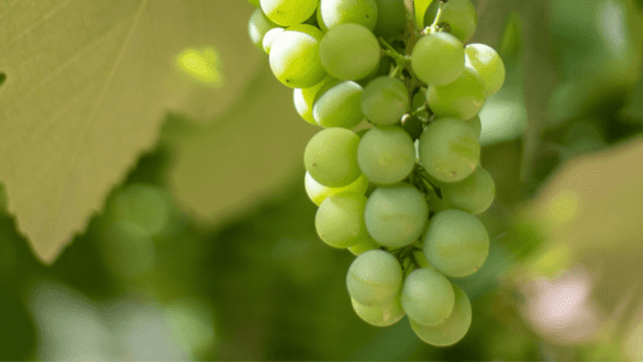 Sauvignon Blanc e uvas brancas