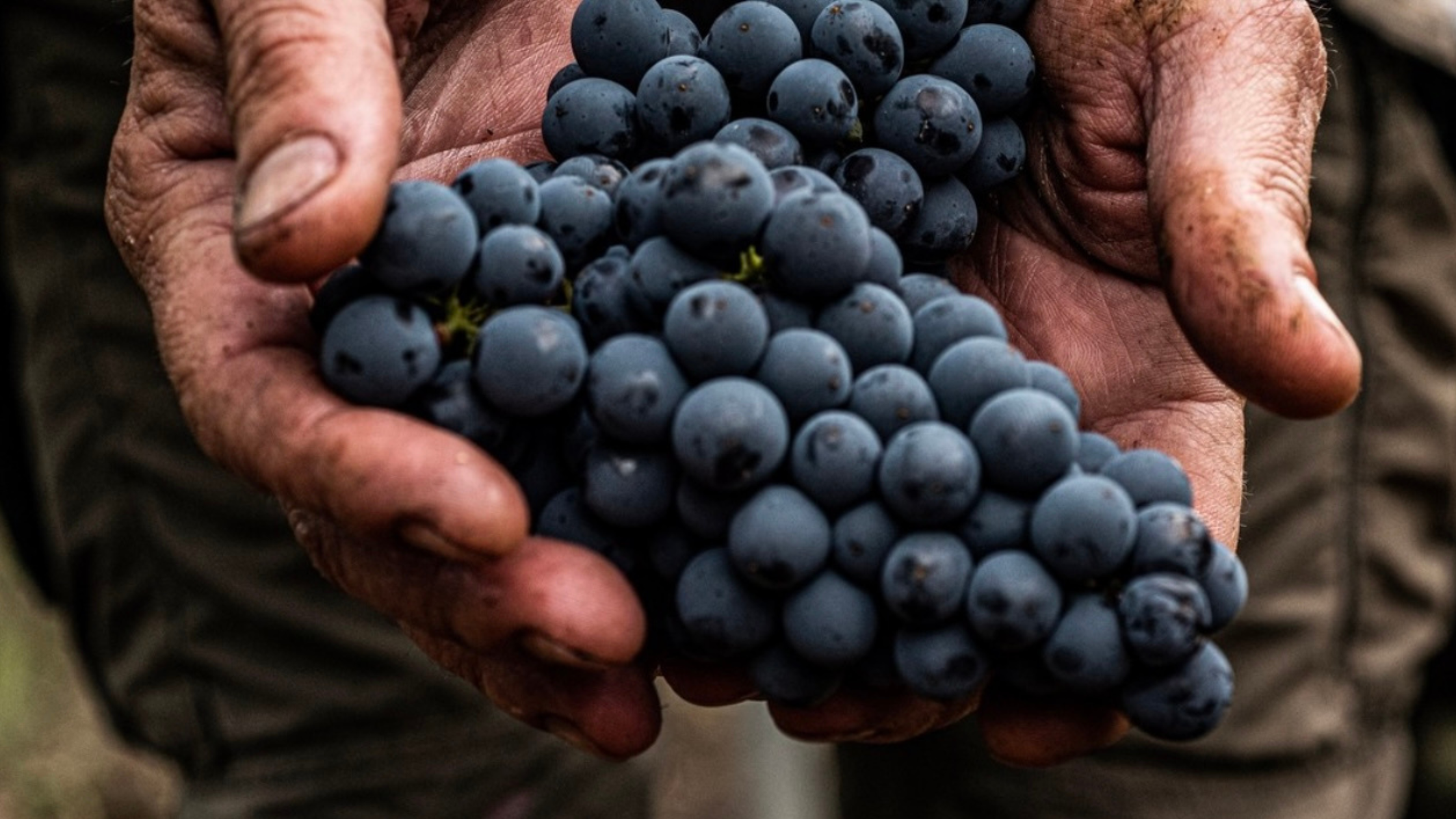 Sangiovese Tuscany