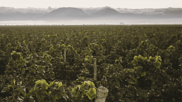 Vinhos brasileiros da Chapada Diamantina