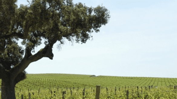 Vinhos de Portugal 2026