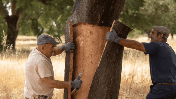 Alternativas de vedação de vinhos, além da rolha de cortiça