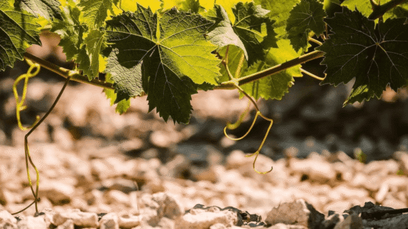 Vinícola Domaine de Montahuc em Saint-Jean-de-Minervois